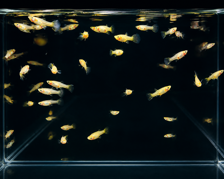 Yellow Guppy - Female ~ 3cm